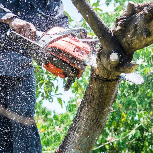 man uses chainsaw cut the tree