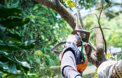 man uses chainsaw cut the tree